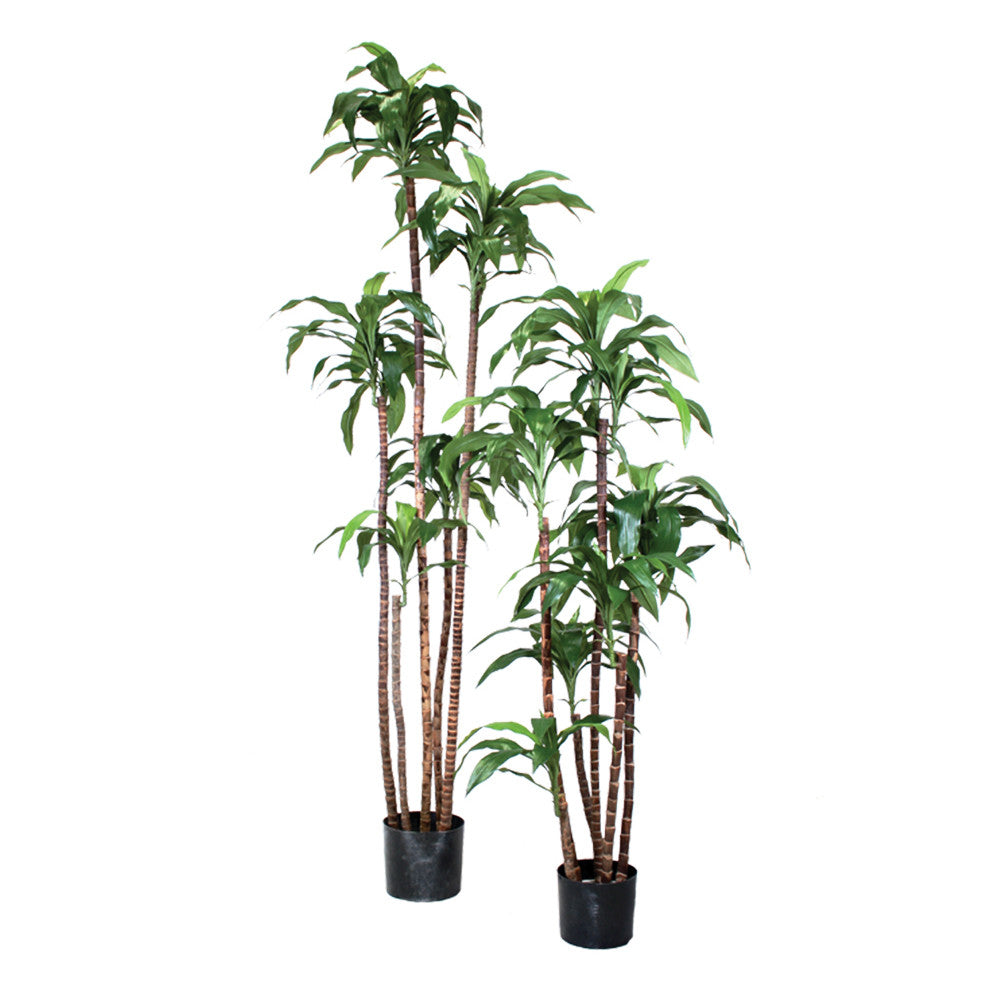 P1717A-DRACAENA  FRAGRANS CORN PLANT