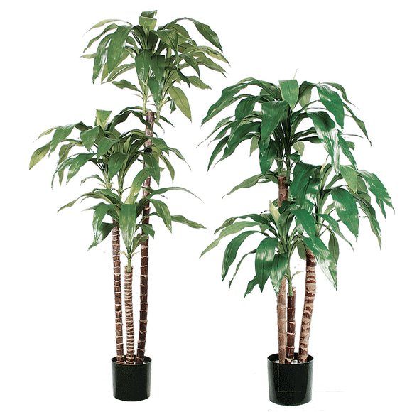 Trees-Dracaena