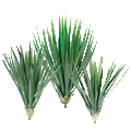P1727-BABY YUCCA HEAD