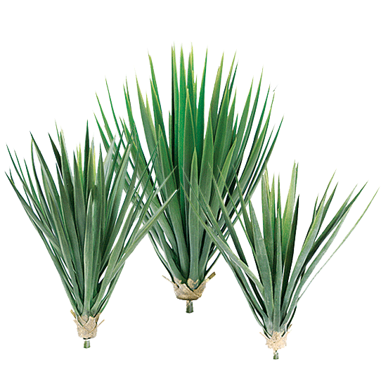 P1727-BABY YUCCA HEAD