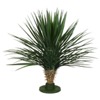 P1729-PINEAPPLE YUCCA