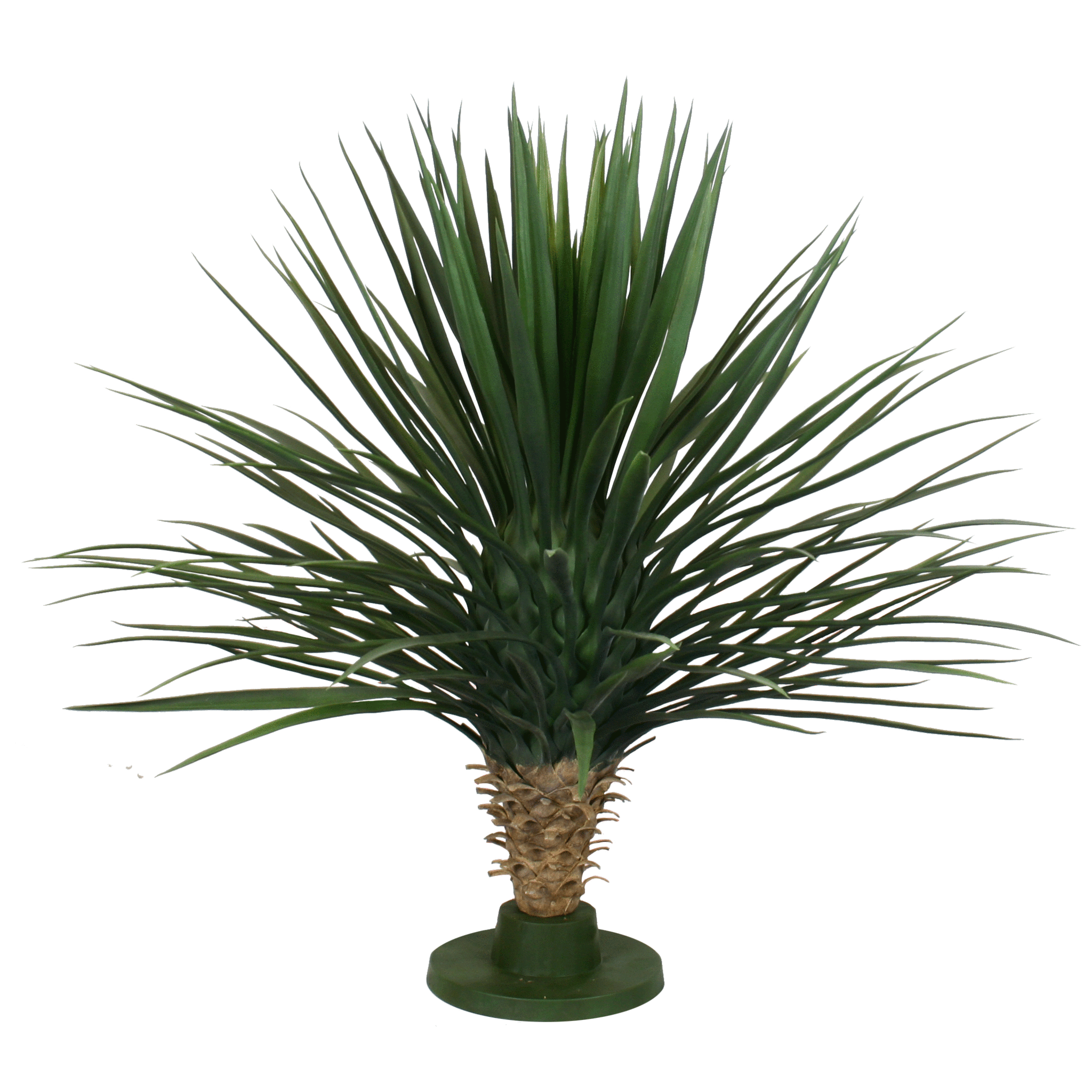 P1729-PINEAPPLE YUCCA
