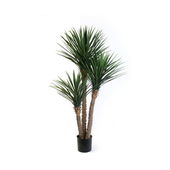 Floor Plants-Yucca