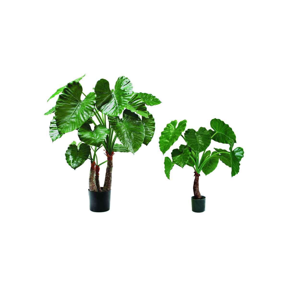 P1733-ELEPHANT'S EAR PLANT