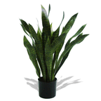 P1753- BRAZILIAN SANSEVIERIA