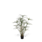 P1755B-DELUXE ROYAL CYPERUS PLANT