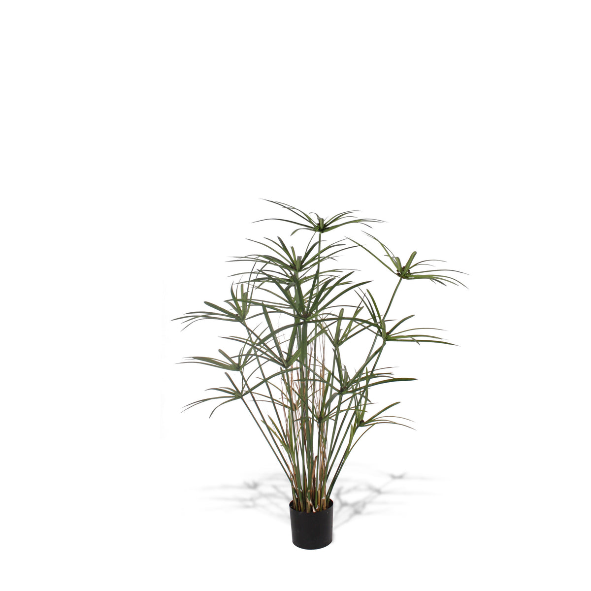 P1755B-DELUXE ROYAL CYPERUS PLANT