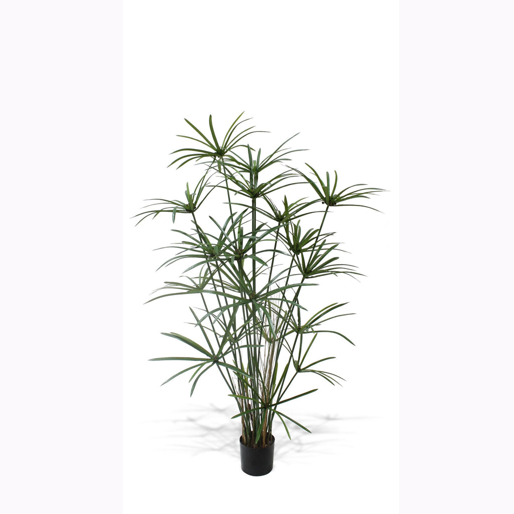 P1755B-DELUXE ROYAL CYPERUS PLANT