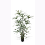 P1755B-DELUXE ROYAL CYPERUS PLANT