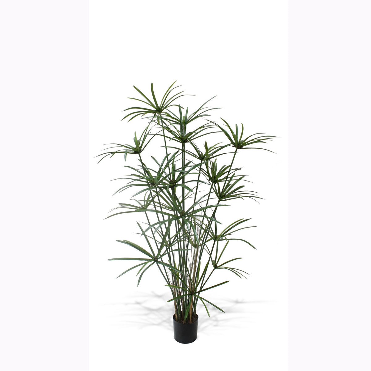 P1755B-DELUXE ROYAL CYPERUS PLANT