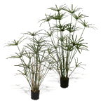 P1755B-DELUXE ROYAL CYPERUS PLANT
