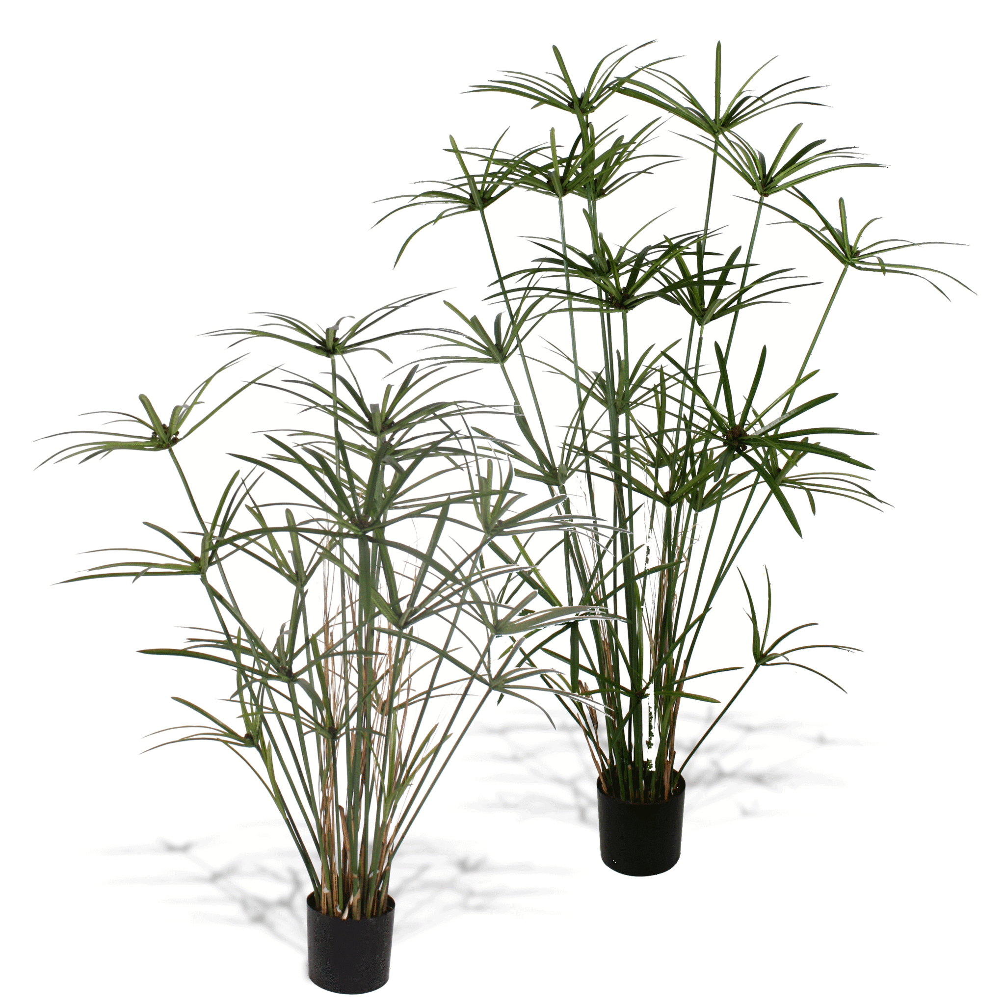 P1755B-DELUXE ROYAL CYPERUS PLANT