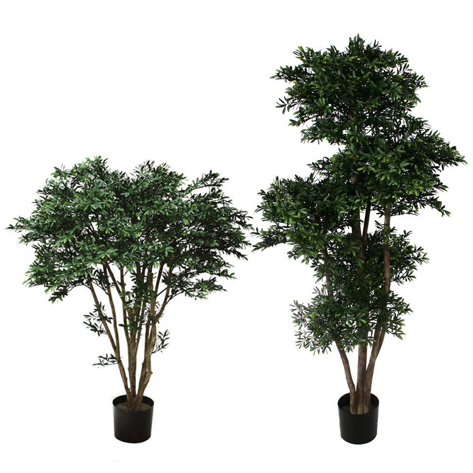 P1759-BLACK WILLOW TREE