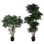 P1759-BLACK WILLOW TREE