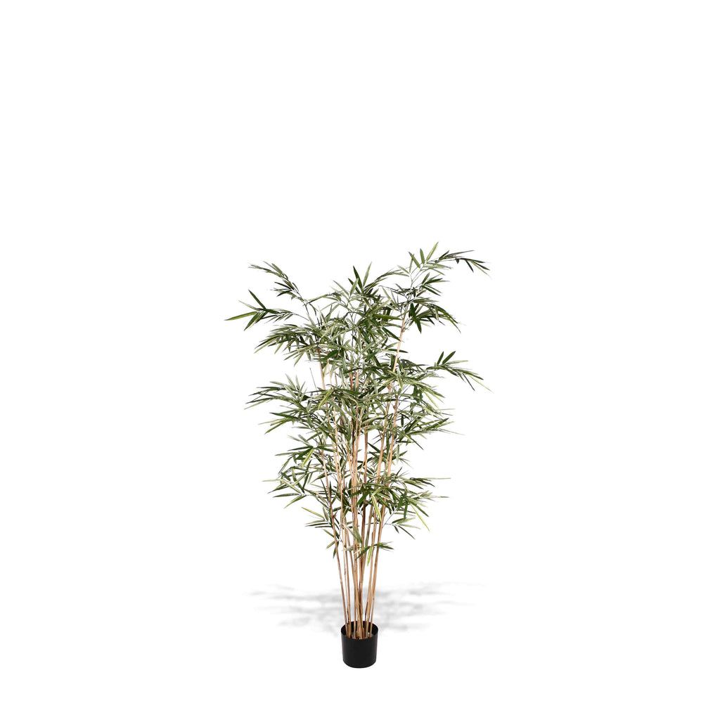 P1761-ROYAL BAMBOO TREE