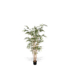 P1761-ROYAL BAMBOO TREE