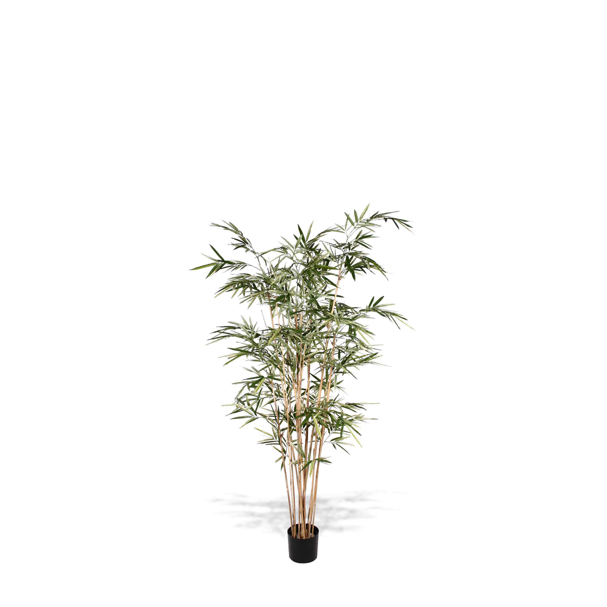 P1761-ROYAL BAMBOO TREE