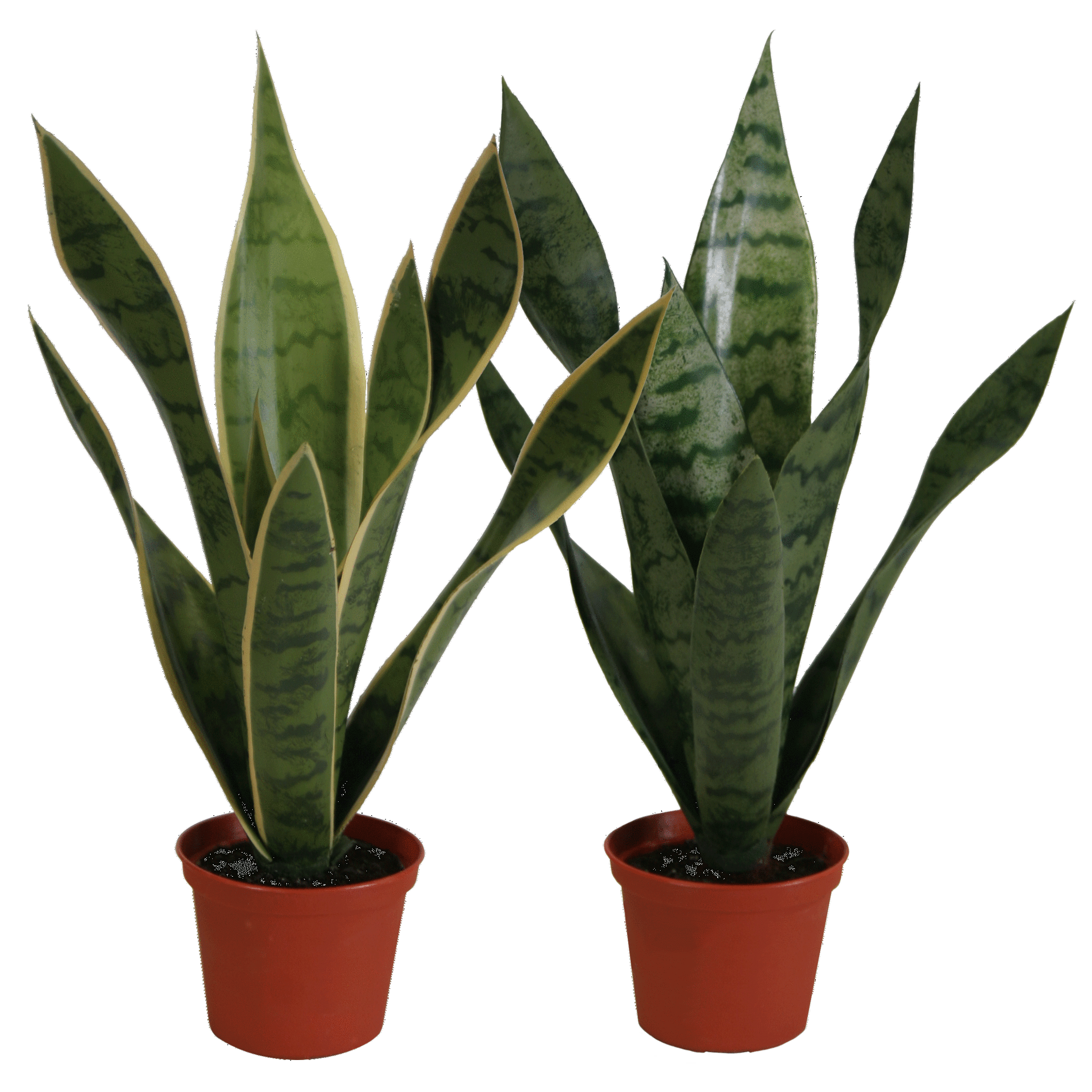 P1763-BABY SANSERVERIA