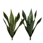 P1763N-BABY SANSERVERIA BUSH
