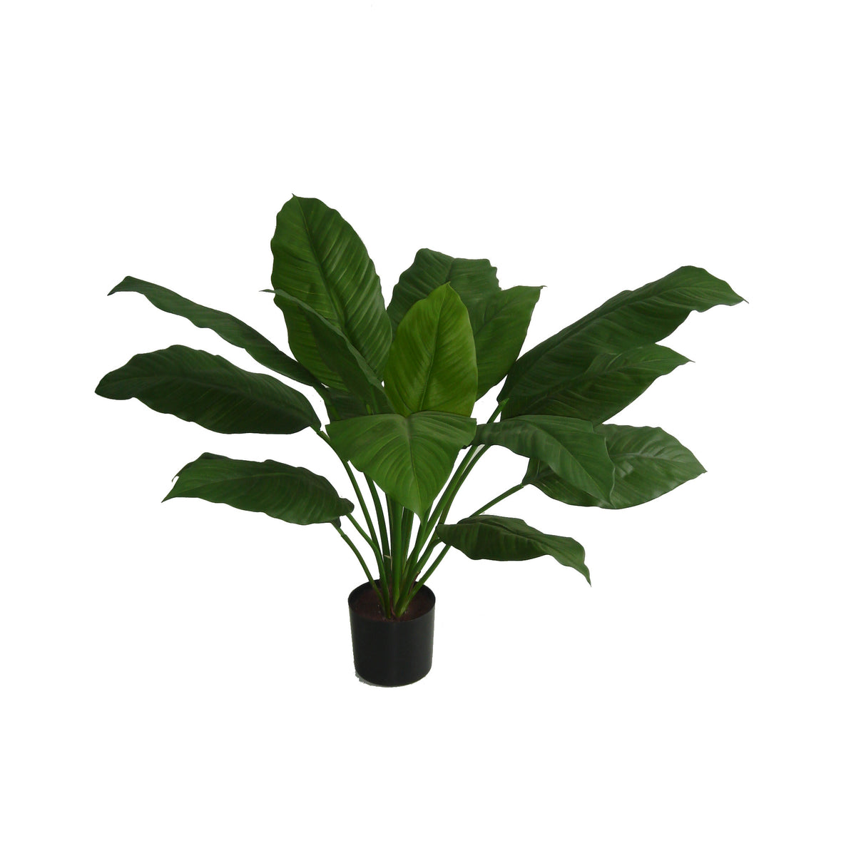 P1775-SPATHIPHYLLUM BUSH