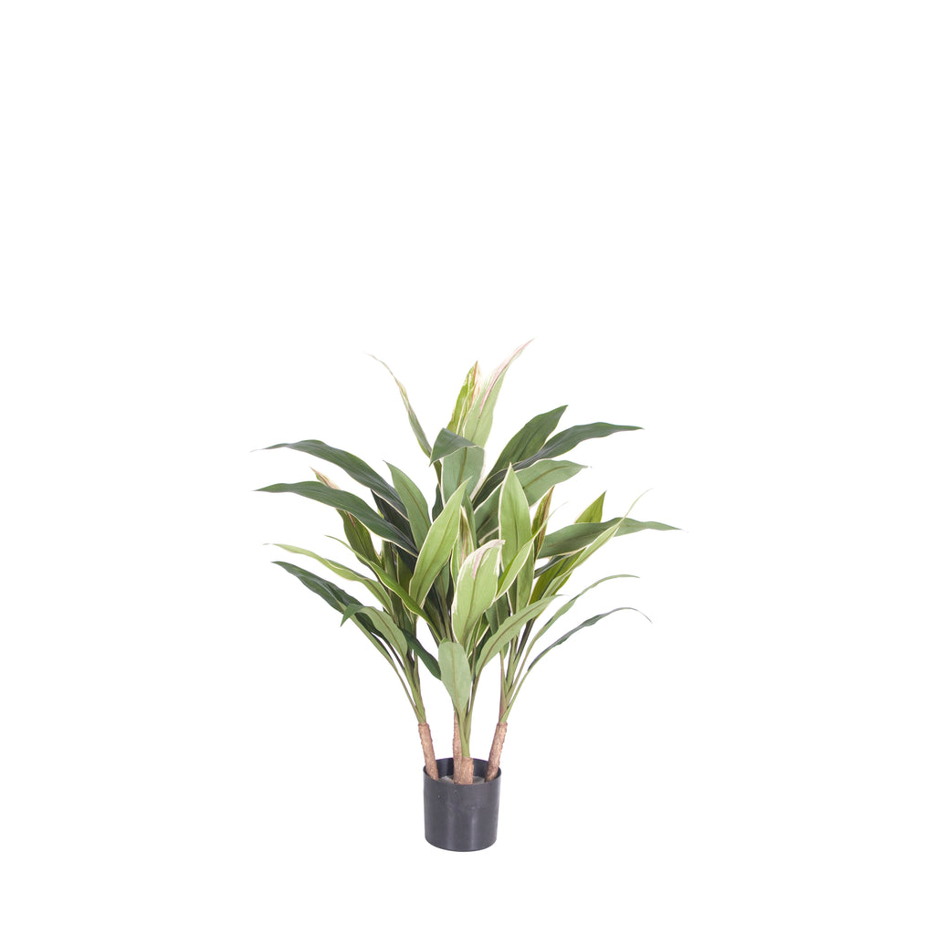 P1778-CORDYLINE PLANT