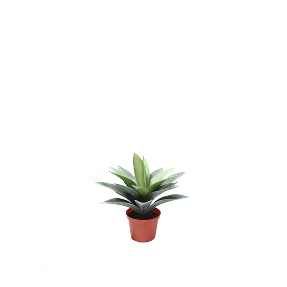 New Dracaena