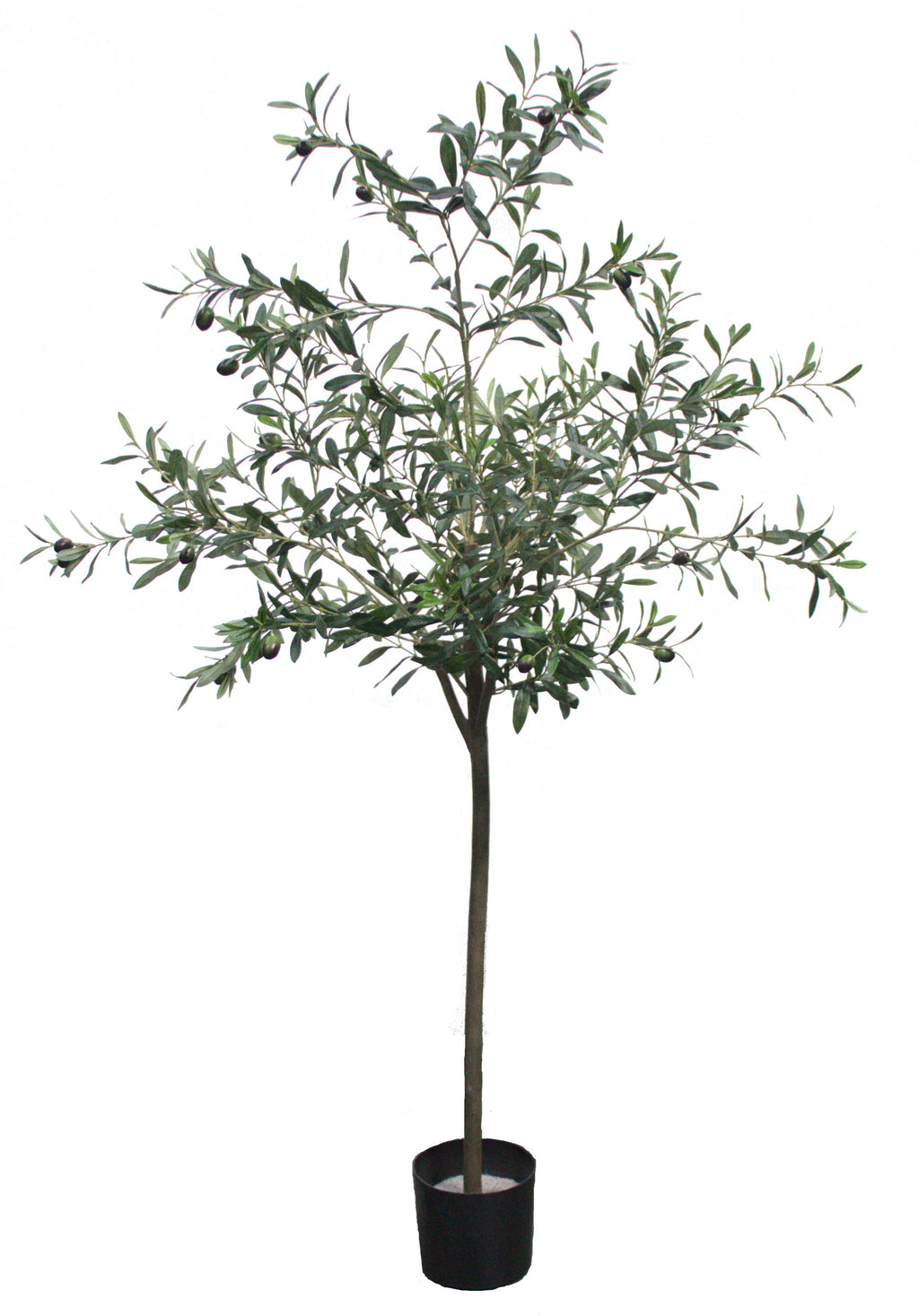P1789-OLIVE TREE