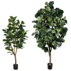 P1792-FIDDLE LEAF FIG TREE