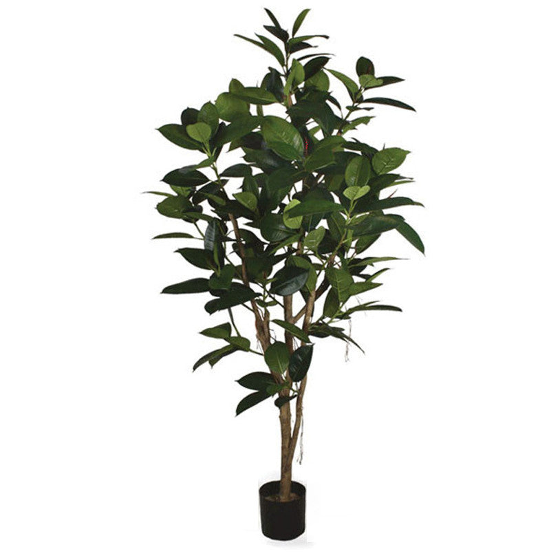 P1794-RUBBER TREE