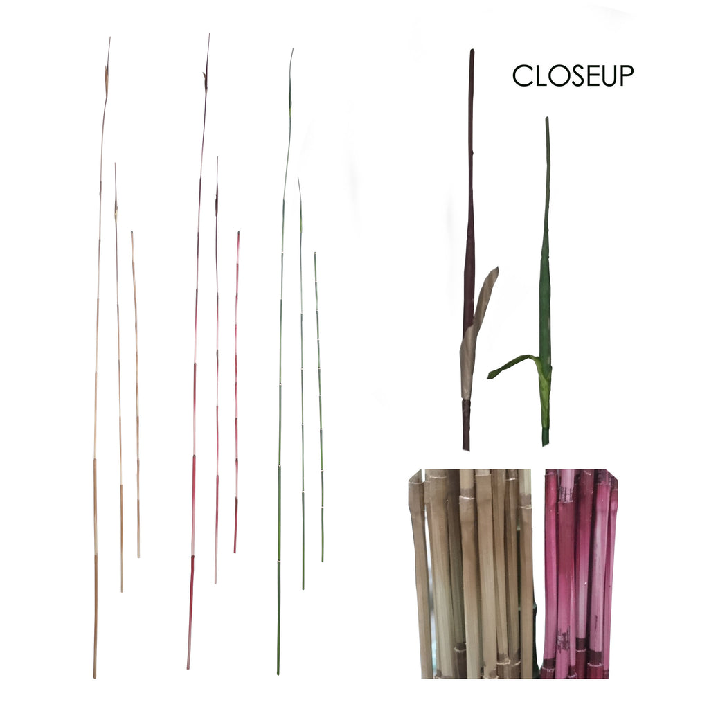 P1854 - LUCKY BAMBOO STEM  WINE