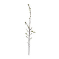 P2104-SPRING BRANCH