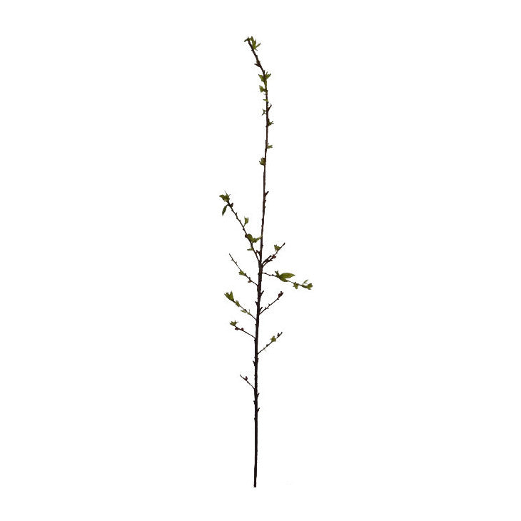 P2104-SPRING BRANCH