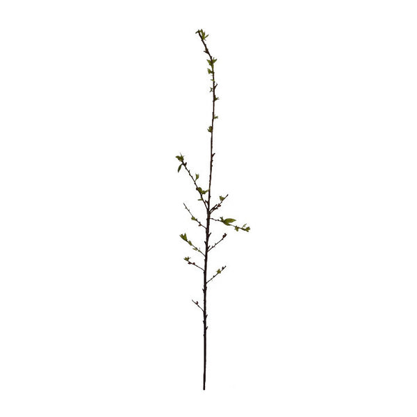 P2104-SPRING BRANCH
