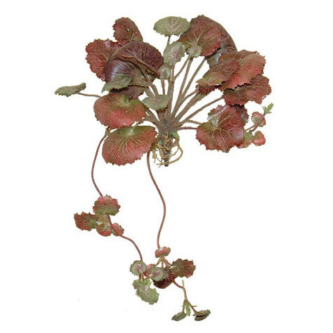 P2116 -  SAXIFRAGA BUSH