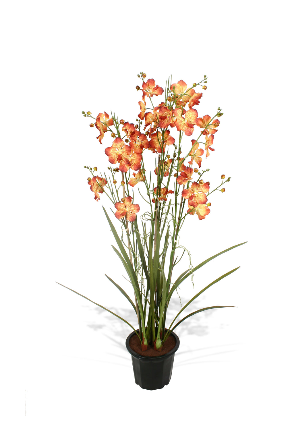 P2137-VANDA ORCHID