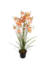 P2137-VANDA ORCHID