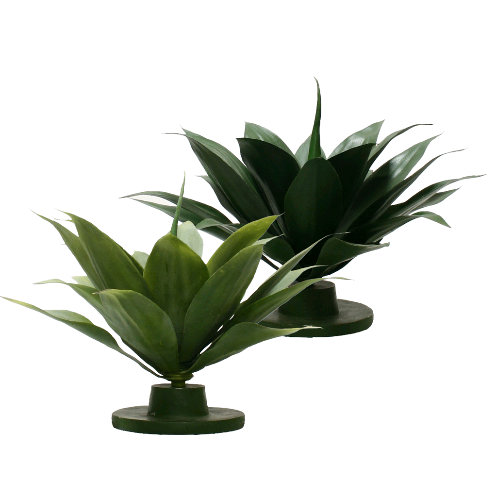 P2835-GREEN AGAVE