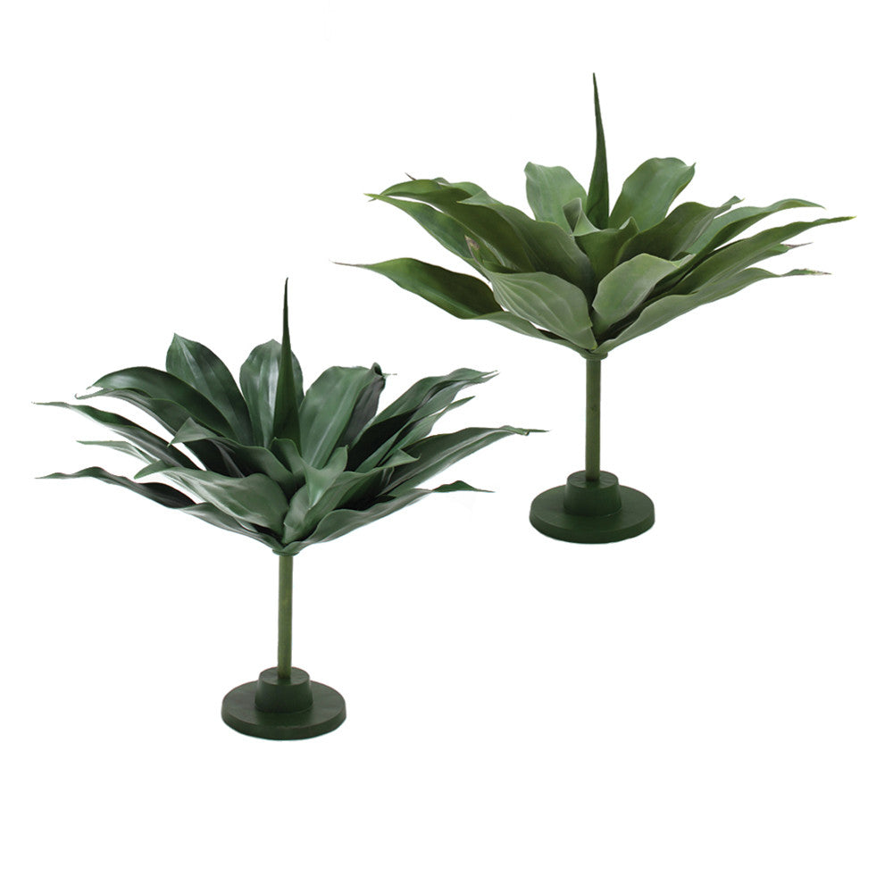 P2836-GIANT GREEN AGAVE PLANT