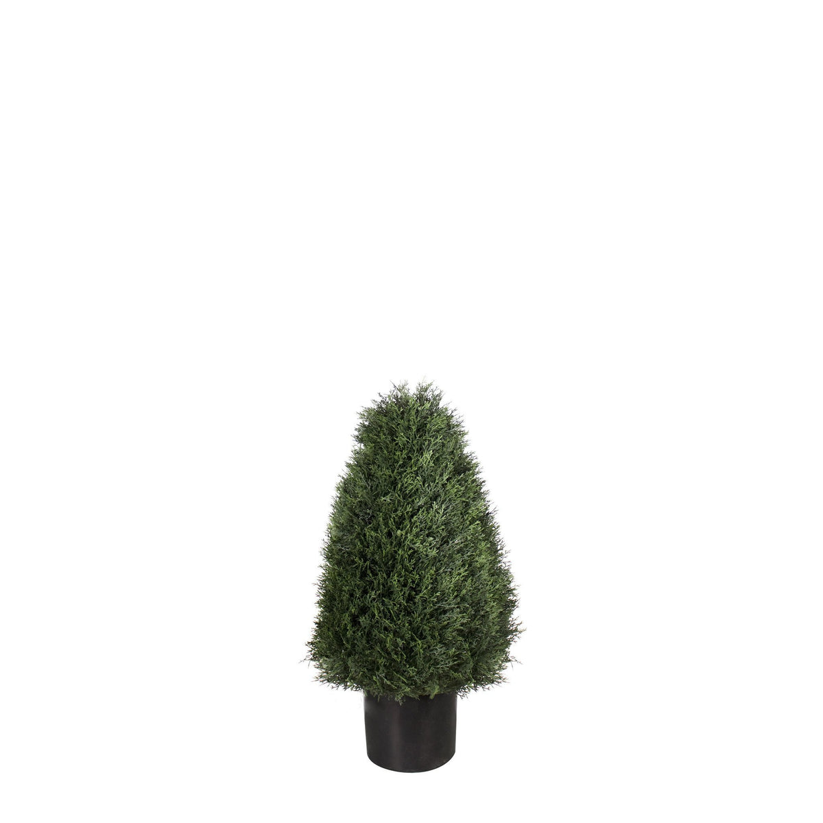 P3021-POND CYPRESS TOPIARY