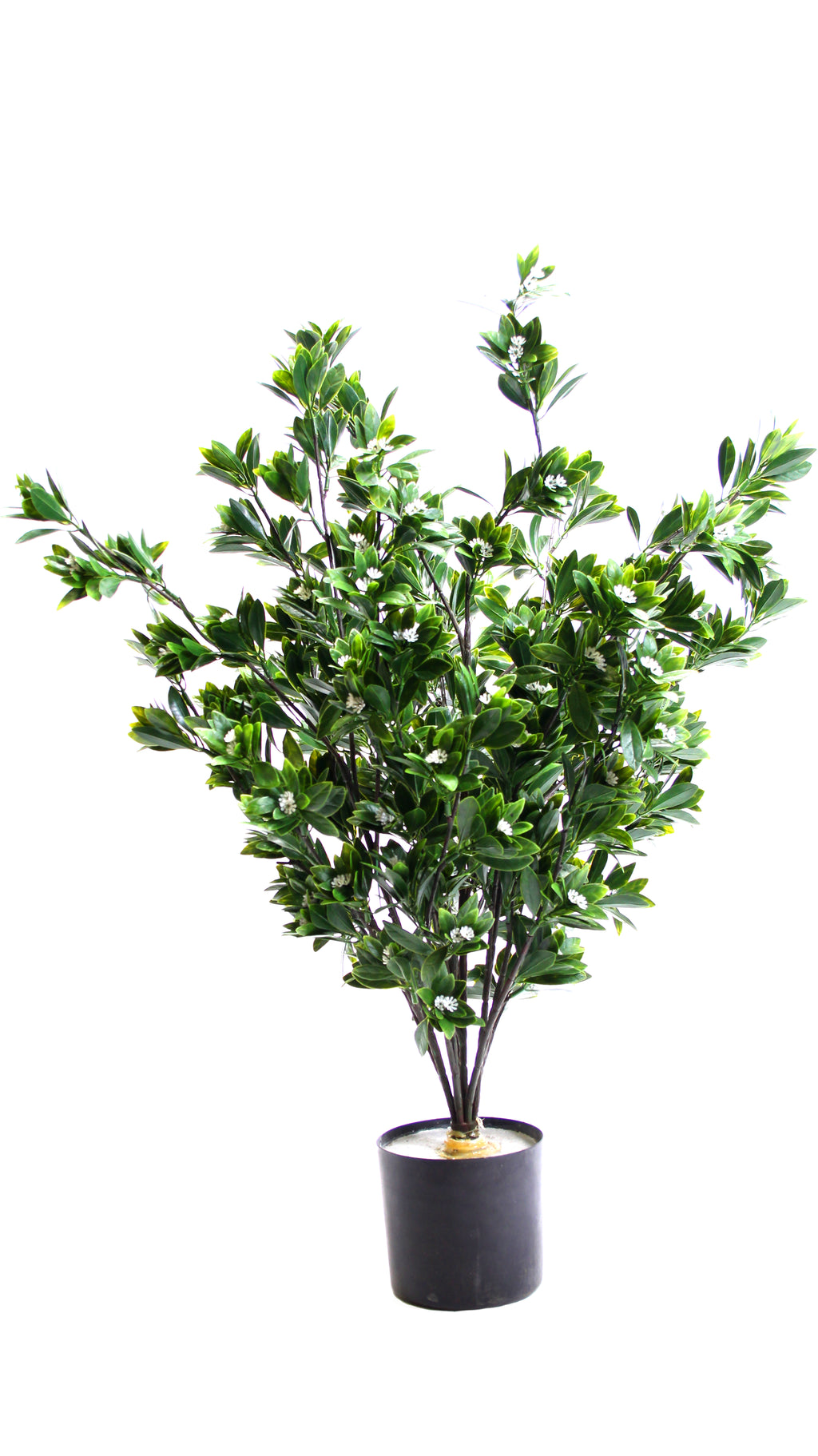 P3029-RACEMOSA DOGWOOD