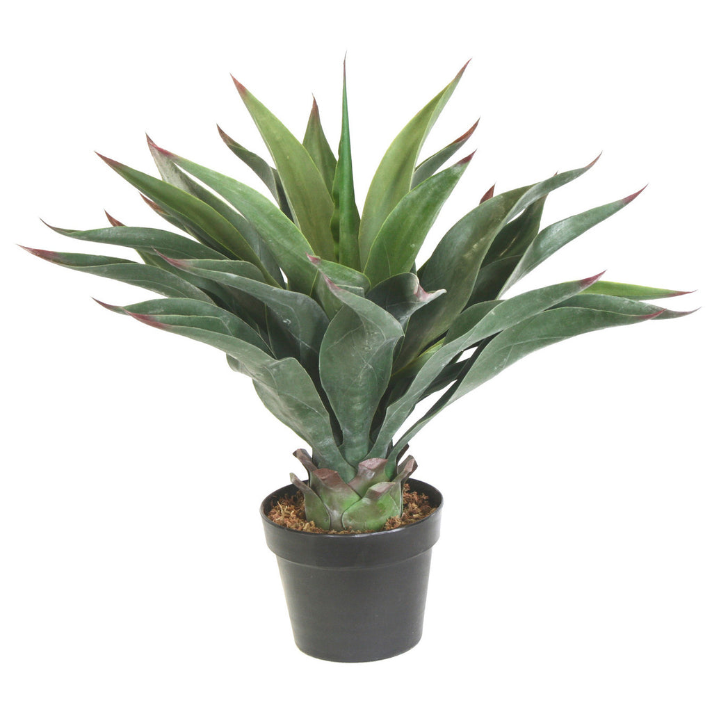 P3501-AGAVE PLANT