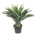 P3501-AGAVE PLANT