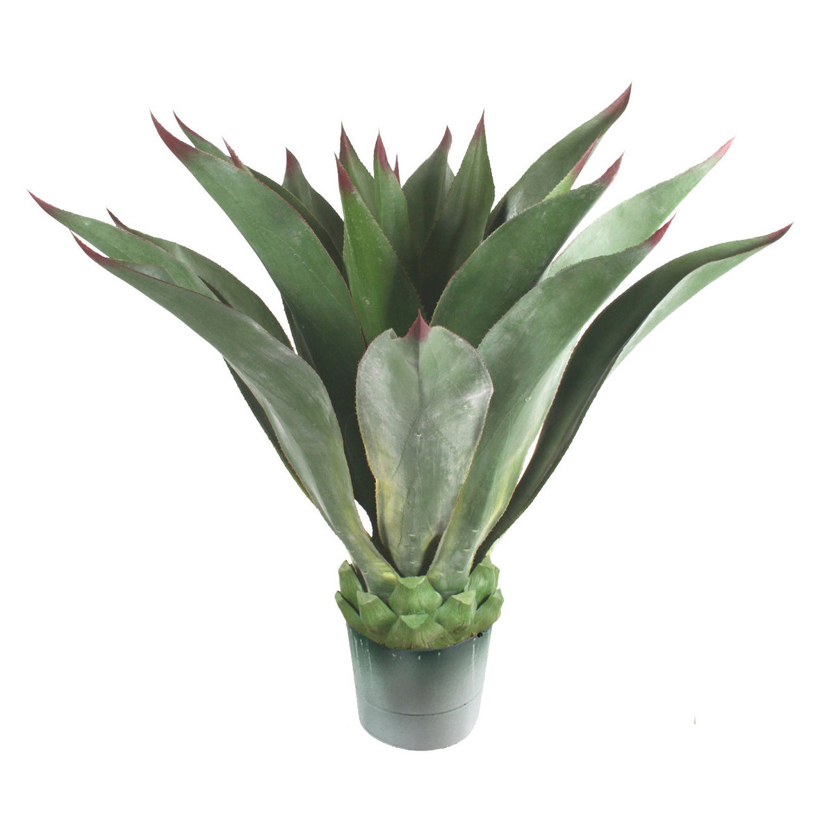 P3502N-AGAVE PLANT
