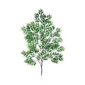 P4521-RUSCUS BRANCH