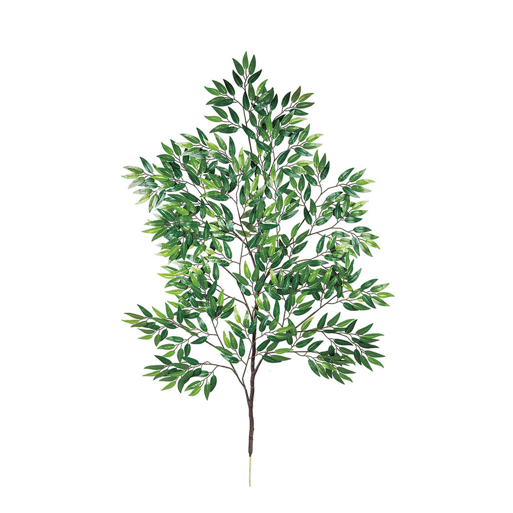 P4521-RUSCUS BRANCH
