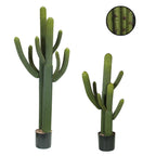 WHISKER CACTUS