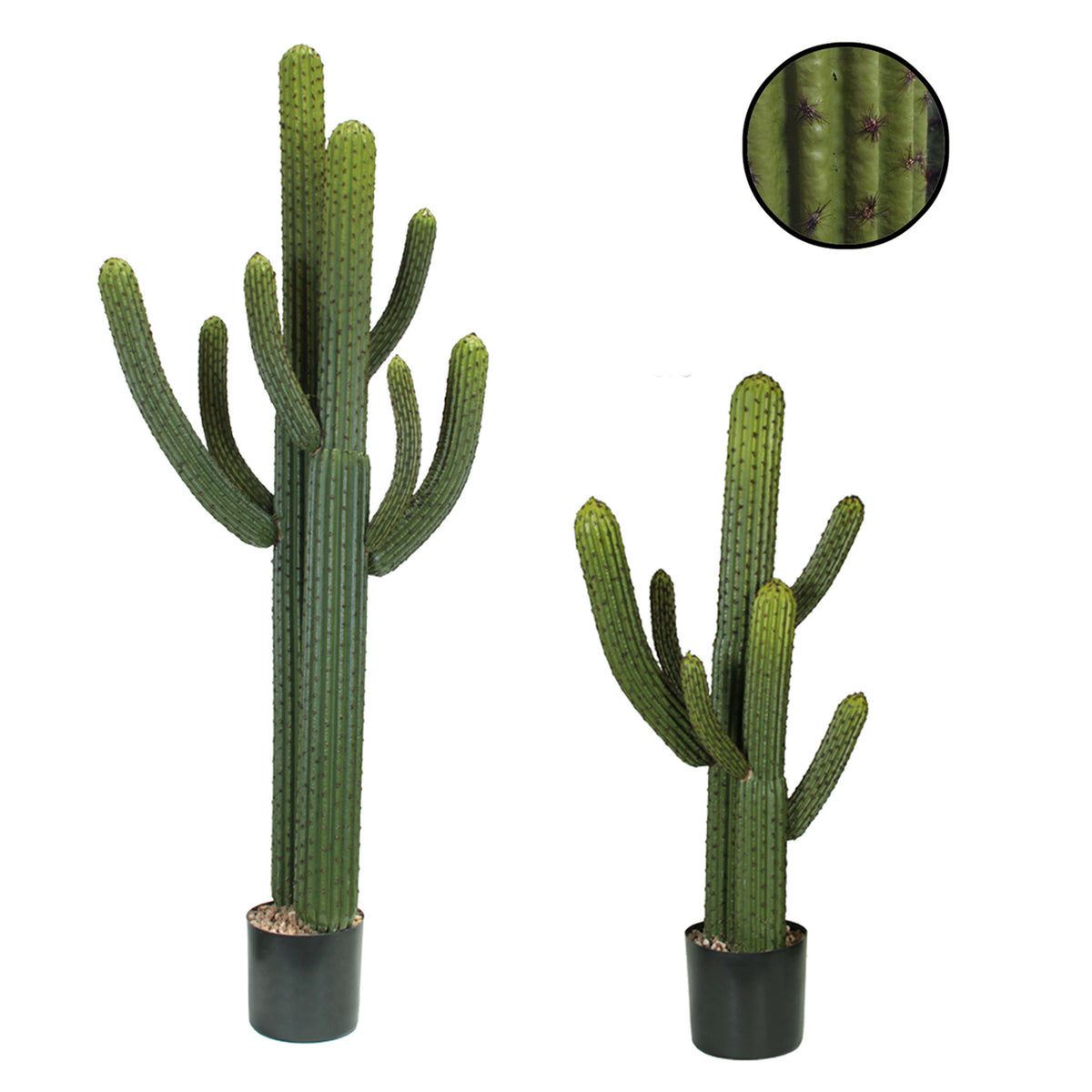 WHISKER CACTUS