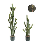 P6102-SILVER CACTUS