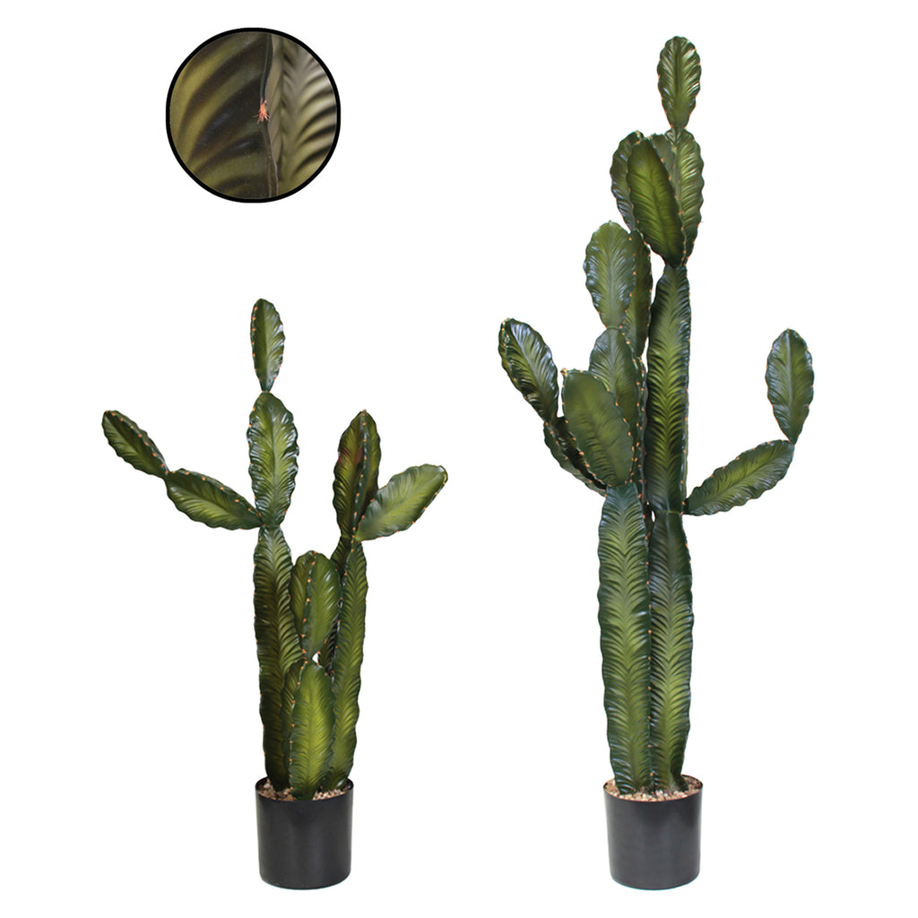 P6103-CACTI