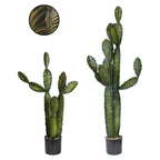 P6103-CACTI